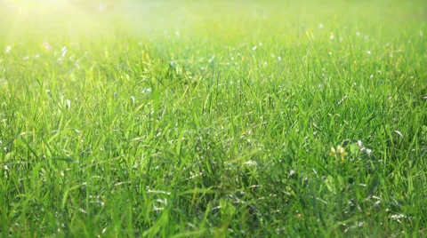 Beautiful field grass blowing on the wind, meadow macro shot, with the sunlight Stock Footage 67539877