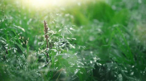 Beautiful field grass, close up macro shot, raindrops falling, the sun shininng Stock Footage 67584643