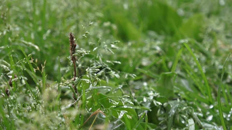Beautiful field grass, close up macro shot, raindrops falling, raw flat footage Stock Footage 67584685