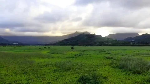 Beautiful field of grass Video stock 122390369