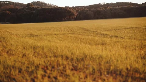 Beautiful field landscape in the rays of the setting sun. Golden hour in the Video stock 147209869
