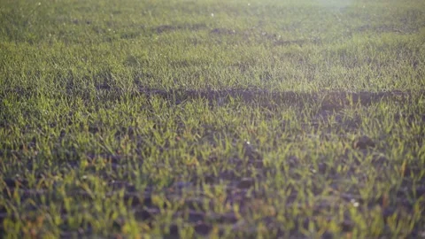 Beautiful field landscape in the rays of the setting sun. Golden hour in the Video stock 147210168