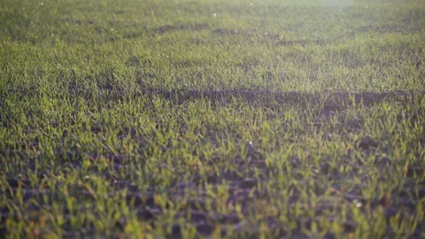 Beautiful field landscape in the rays of the setting sun. Golden hour in the Stock Footage 147329242