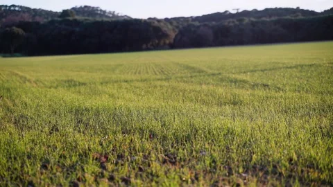 Beautiful field landscape in the rays of the setting sun. Golden hour in the Stock Footage 147329315