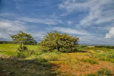 Beautiful field. Stock Photos