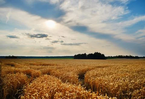 Beautiful field Stock Photos
