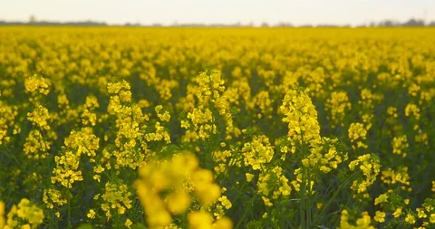 Beautiful field of rapeseed - camera pan Vídeos de archivo 107531371