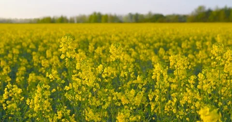 Beautiful field of rapeseed Vidéo 107151782