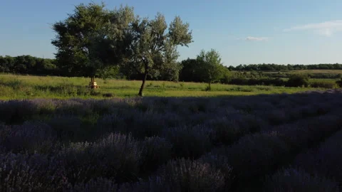 Beautiful field in the setting sun view from a drone Stock Footage 256500902