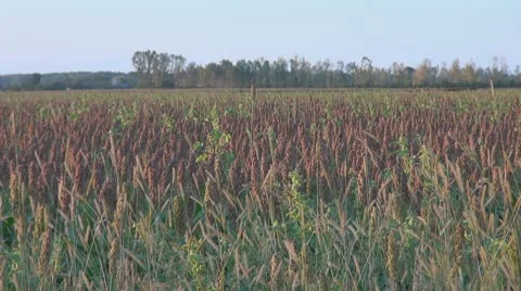 Beautiful field of sorghum Stock Footage 8969695