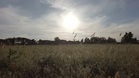 Beautiful field with sun. Vertical camera. Via Appia Antica, Rome. Video stock 153821178