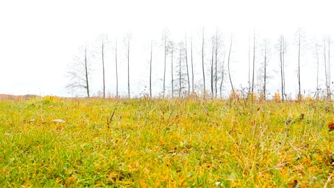 Beautiful field with trees. The camera moves to the right. Slow motion Stock Footage 91359459