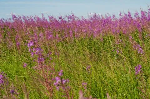 Beautiful field view Stock Photos