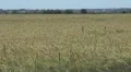 Beautiful field of wheat HD Footage