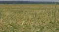 Beautiful field of wheat HD Footage