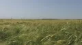 Beautiful field of wheat HD Footage