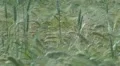 Beautiful field of wheat HD Footage