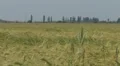 Beautiful field of wheat HD Footage