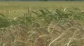 Beautiful field of wheat HD Footage