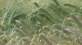 Beautiful field of wheat HD Footage