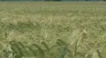 Beautiful field of wheat HD Footage