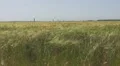 Beautiful field of wheat HD Footage
