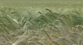 Beautiful field of wheat HD Footage