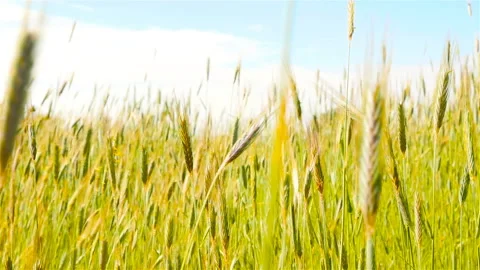 Beautiful field with wheat. Slow motion Stock Footage 90663258