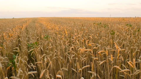 Beautiful field with wheat at sunset. The camera flies above the field Stock Footage 119842316