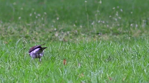 Beautiful Fieldfare at the park. Stock Footage 62303200