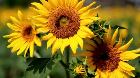 Beautiful fields with blooming sunflowers in the summer in rays of bright sun. Video stock 336584153