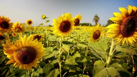 Beautiful fields with blooming sunflowers in the summer in rays of bright sun. Vídeos de archivo 336584261