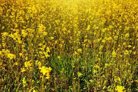 Beautiful fields of Bright yellow wild flowers. Summer. Winter cress. Barbare Foto stock