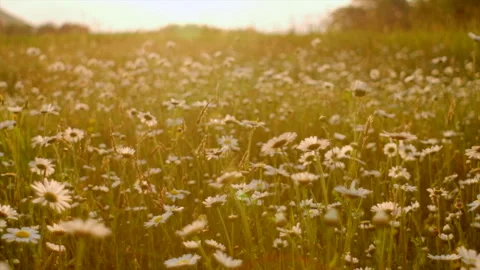 Beautiful fields daisy swaying in wind on background warm sunset Stock Footage 244212097