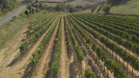 Beautiful fields by drone. Stock Footage 105550480