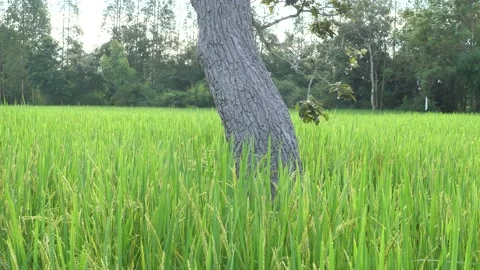 Beautiful fields of rice, rice is emerging, rural landscape. Stock Footage 141628778