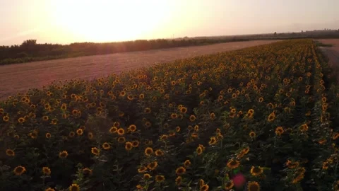 Beautiful fields with sunflowers Stock Footage 135896653