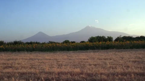 Beautiful fields with sunflowers Stock Footage 135896738