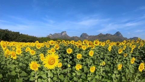 Beautiful fields with sunflowers in the summer. Stock Footage 99093771
