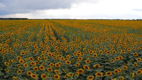 Beautiful fields with sunflowers in summer Vídeos de archivo 113742864