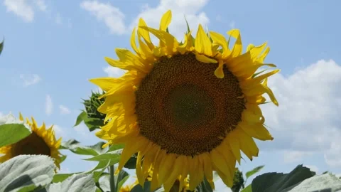 Beautiful fields with sunflowers in the summer in the rays of bright sun. Crop Stock Footage 248057333