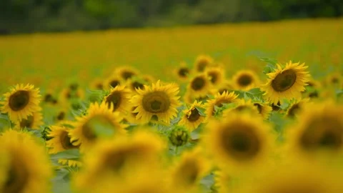Beautiful fields with sunflowers in the summer in rays of bright sun. Video stock 336584964