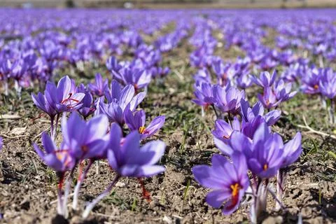 Beautiful fields of violet saffron flowers Stock Photos