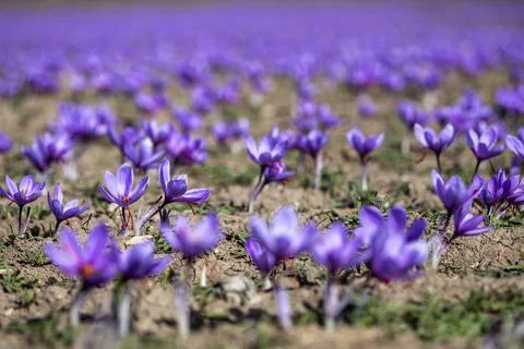 Beautiful fields of violet saffron flowers Photos