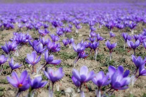 Beautiful fields of violet saffron flowers Stock Photos