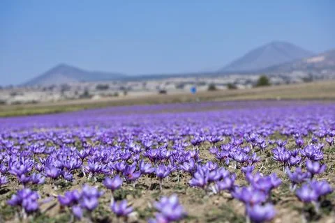 Beautiful fields of violet saffron flowers Stock Photos