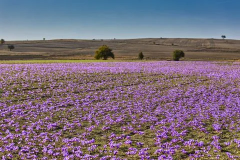 Beautiful fields of violet saffron flowers Stock Photos