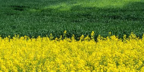 Beautiful fields of yellow rapeseed, green wheat Stock Photos