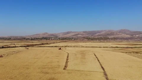 Beautiful fields,rice fields, rice before harvest, drone video, agriculture Stock Footage 170120089