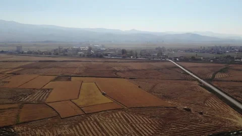 Beautiful fields,rice fields, rice before harvest, drone video, agriculture Stock Footage 170120090